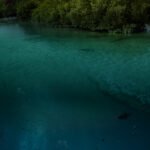 Saudi Green Initiative : The Green Future of Saudi Arabia